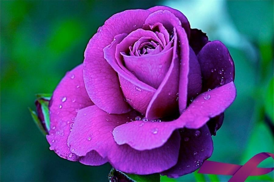 ภาพดอกไม้สวยๆ HD-3D-Wallpapers-Backgrounds (Flower)ภาพพื้นหลัง พักหน้าจอ No.21
