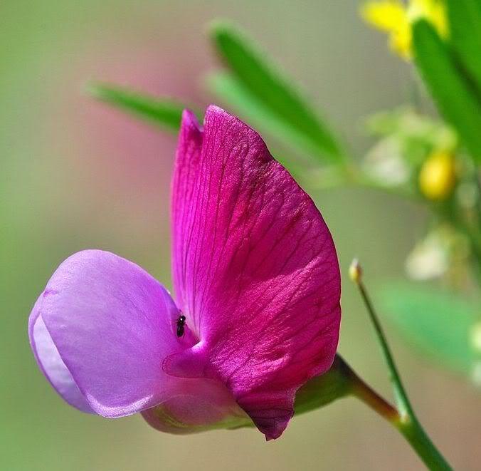 ภาพดอกไม้สวยๆ HD-3D-Wallpapers-Backgrounds (Flower)ภาพพื้นหลัง พักหน้าจอ No.21