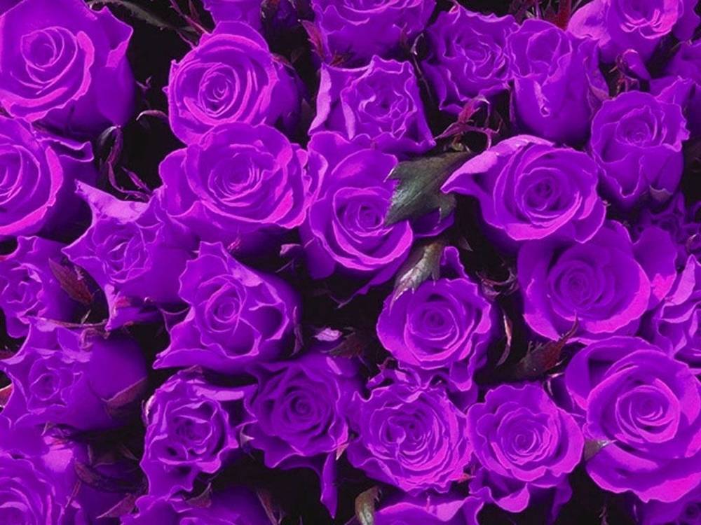 ภาพดอกไม้สวยๆ HD-3D-Wallpapers-Backgrounds (Flower)ภาพพื้นหลัง พักหน้าจอ No.21