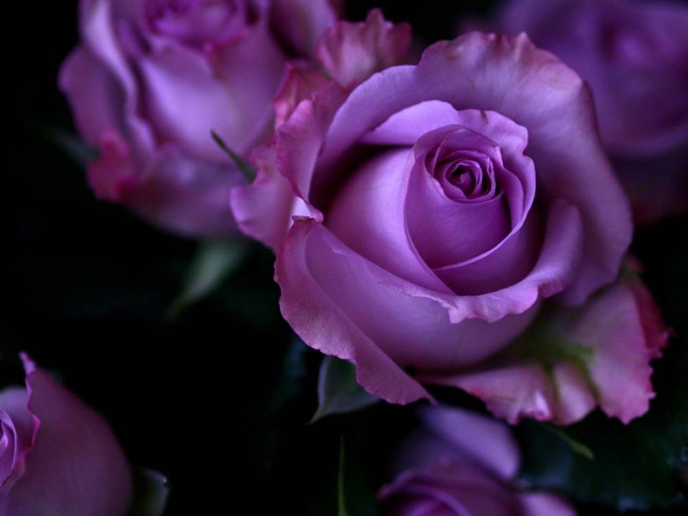 ภาพดอกไม้สวยๆ HD-3D-Wallpapers-Backgrounds (Flower)ภาพพื้นหลัง พักหน้าจอ No.21