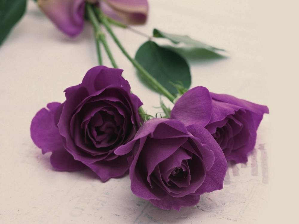 ภาพดอกไม้สวยๆ HD-3D-Wallpapers-Backgrounds (Flower)ภาพพื้นหลัง พักหน้าจอ No.21