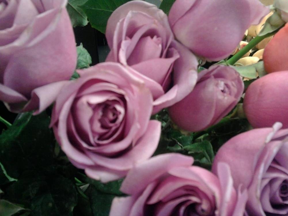 ภาพดอกไม้สวยๆ HD-3D-Wallpapers-Backgrounds (Flower)ภาพพื้นหลัง พักหน้าจอ No.21