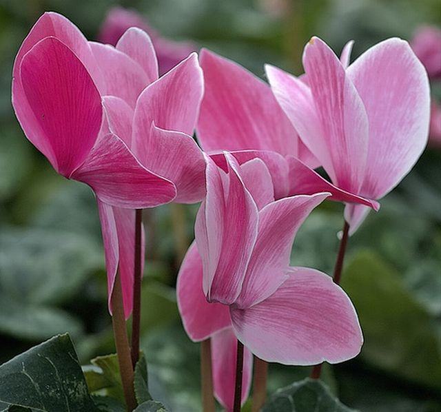 ภาพดอกไม้สวยๆ HD-3D-Wallpapers-Backgrounds (Flower)ภาพพื้นหลัง พักหน้าจอ No.21