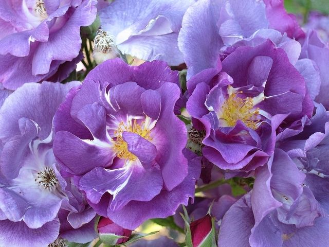 ภาพดอกไม้สวยๆ HD-3D-Wallpapers-Backgrounds (Flower)ภาพพื้นหลัง พักหน้าจอ No.21