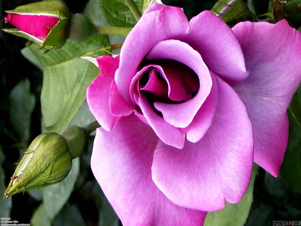 ภาพดอกไม้สวยๆ HD-3D-Wallpapers-Backgrounds (Flower)ภาพพื้นหลัง พักหน้าจอ No.21
