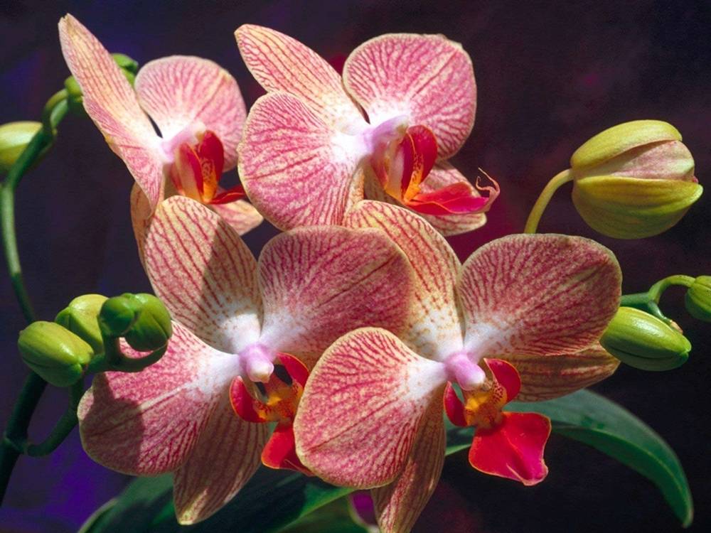 ภาพดอกไม้สวยๆ HD-3D-Wallpapers-Backgrounds (Flower)ภาพพื้นหลัง พักหน้าจอ No.21