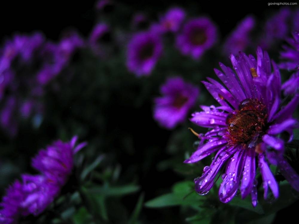 ภาพดอกไม้สวยๆ HD-3D-Wallpapers-Backgrounds (Flower)ภาพพื้นหลัง พักหน้าจอ No.21