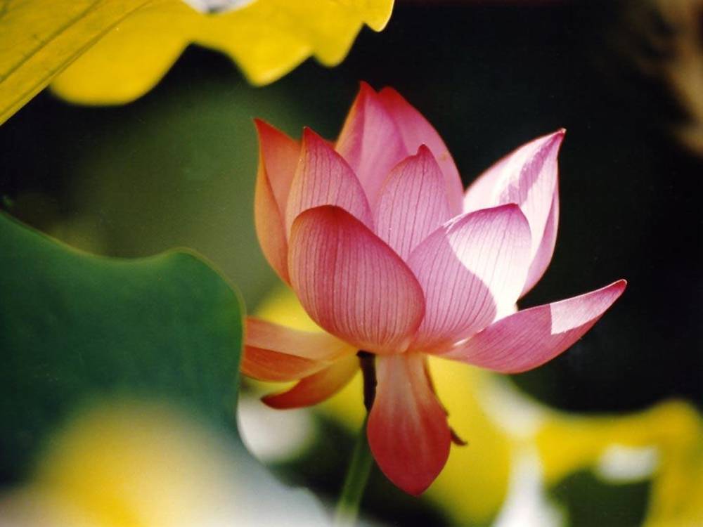 ภาพดอกไม้สวยๆ HD-3D-Wallpapers-Backgrounds (Flower)ภาพพื้นหลัง พักหน้าจอ No.21
