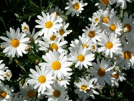 ภาพดอกไม้สวยๆ HD-3D-Wallpapers-Backgrounds (Flower)ภาพพื้นหลัง พักหน้าจอ No.21