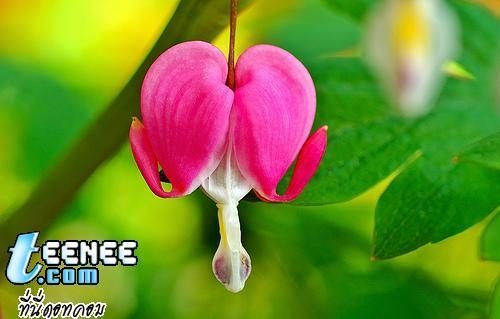 ภาพดอกไม้สวยๆ HD-3D-Wallpapers-Backgrounds (Flower)ภาพพื้นหลัง พักหน้าจอ No.22