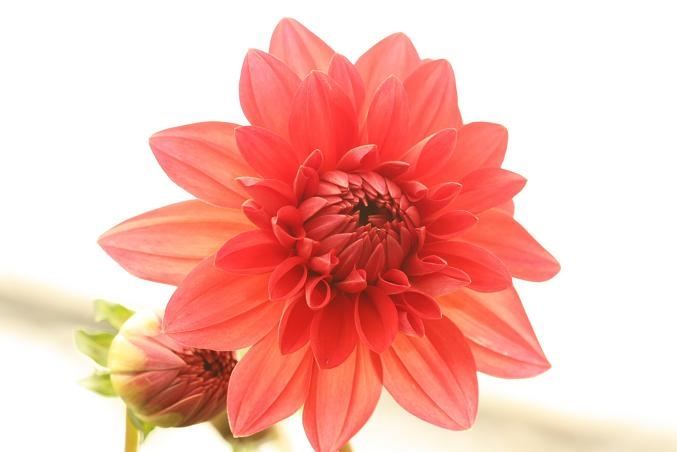 ภาพดอกไม้สวยๆ HD-3D-Wallpapers-Backgrounds (Flower)ภาพพื้นหลัง พักหน้าจอ No.22