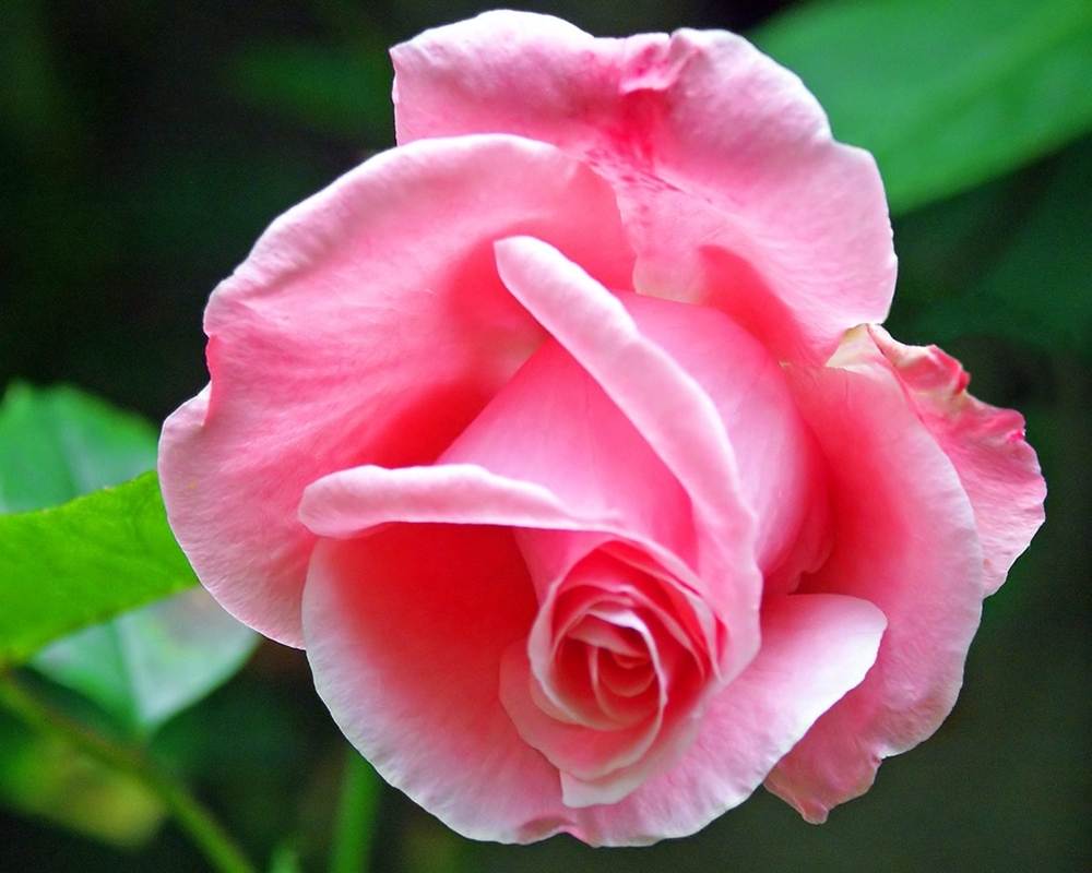 ภาพดอกไม้สวยๆ HD-3D-Wallpapers-Backgrounds (Flower)ภาพพื้นหลัง พักหน้าจอ No.22