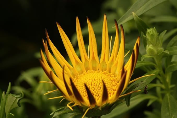 ภาพดอกไม้สวยๆ HD-3D-Wallpapers-Backgrounds (Flower)ภาพพื้นหลัง พักหน้าจอ No.22