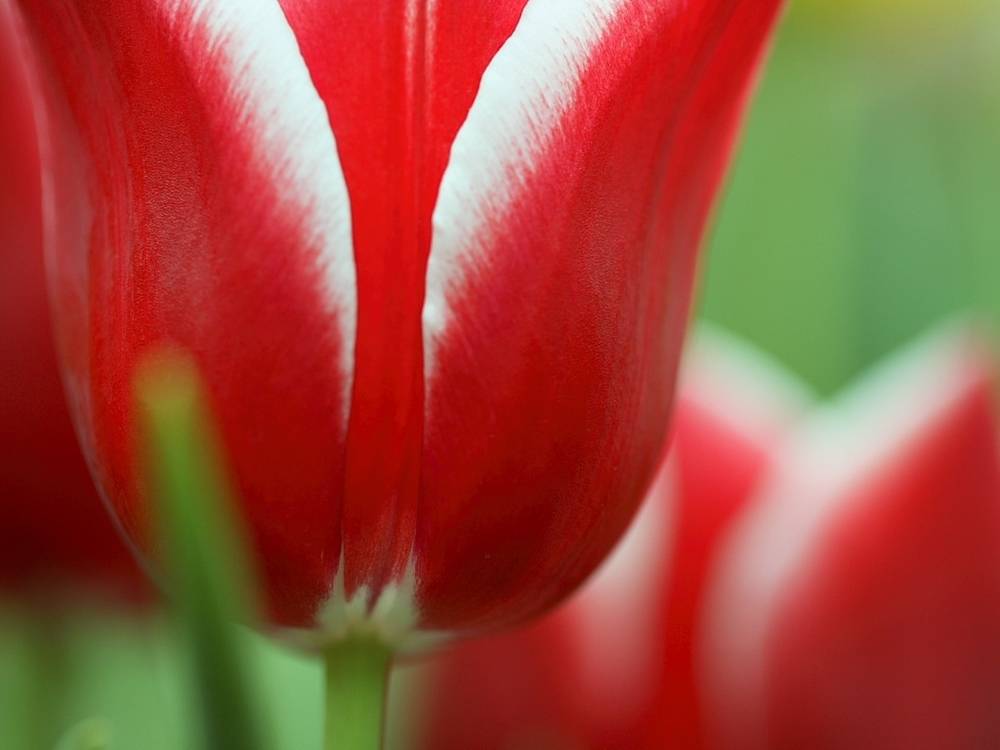 ภาพดอกไม้สวยๆ HD-3D-Wallpapers-Backgrounds (Flower)ภาพพื้นหลัง พักหน้าจอ No.22