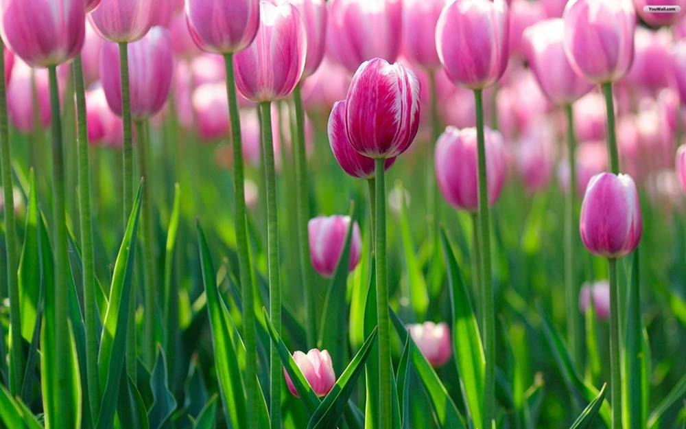ภาพดอกไม้สวยๆ HD-3D-Wallpapers-Backgrounds (Flower)ภาพพื้นหลัง พักหน้าจอ No.22