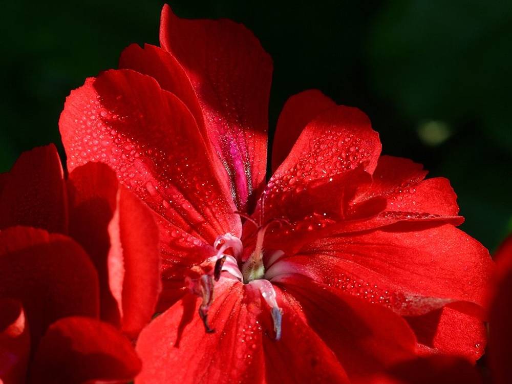 ภาพดอกไม้สวยๆ HD-3D-Wallpapers-Backgrounds (Flower)ภาพพื้นหลัง พักหน้าจอ No.22