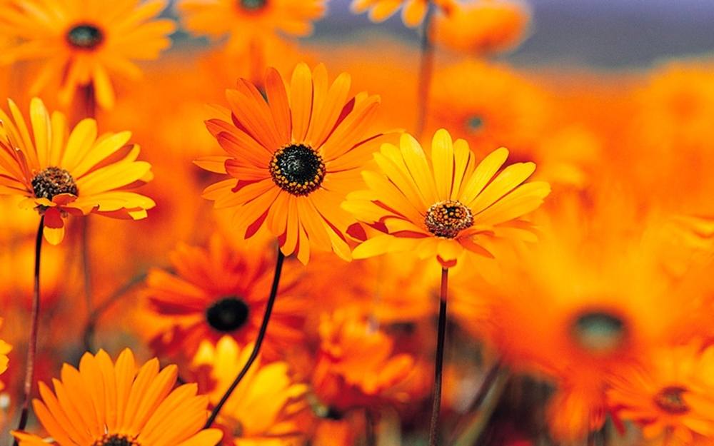 ภาพดอกไม้สวยๆ HD-3D-Wallpapers-Backgrounds (Flower)ภาพพื้นหลัง พักหน้าจอ No.22