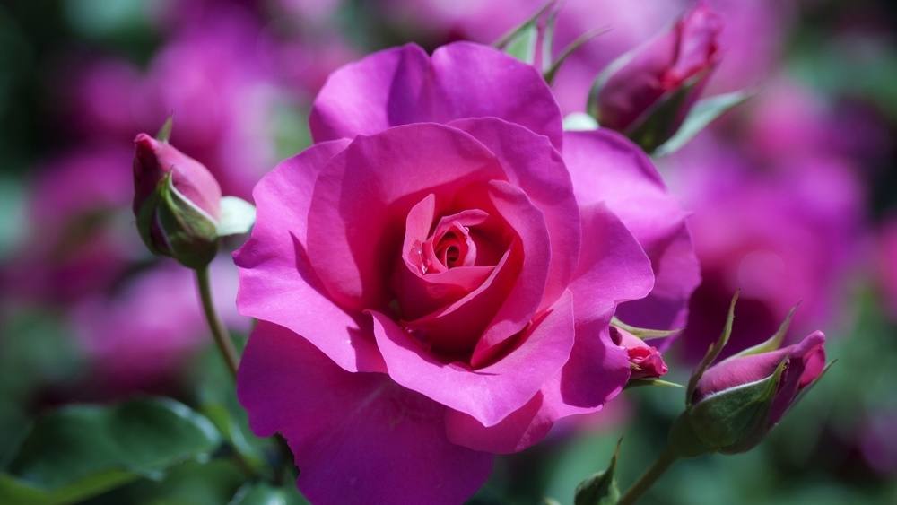 ภาพดอกไม้สวยๆ HD-3D-Wallpapers-Backgrounds (Flower)ภาพพื้นหลัง พักหน้าจอ No.22