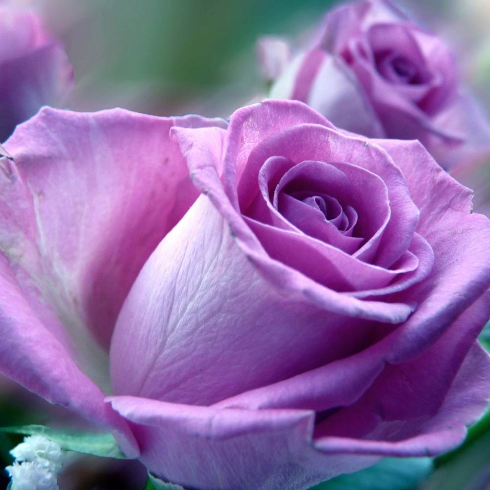 ภาพดอกไม้สวยๆ HD-3D-Wallpapers-Backgrounds (Flower)ภาพพื้นหลัง พักหน้าจอ No.22