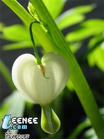 ภาพดอกไม้สวยๆ HD-3D-Wallpapers-Backgrounds (Flower)ภาพพื้นหลัง พักหน้าจอ No.22