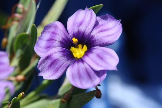 ภาพดอกไม้สวยๆ HD-3D-Wallpapers-Backgrounds (Flower)ภาพพื้นหลัง พักหน้าจอ No.22