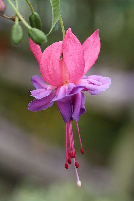 ภาพดอกไม้สวยๆ HD-3D-Wallpapers-Backgrounds (Flower)ภาพพื้นหลัง พักหน้าจอ No.22