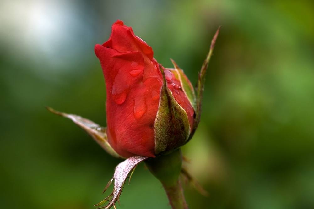 ภาพดอกไม้สวยๆ HD-3D-Wallpapers-Backgrounds (Flower)ภาพพื้นหลัง พักหน้าจอ No.22