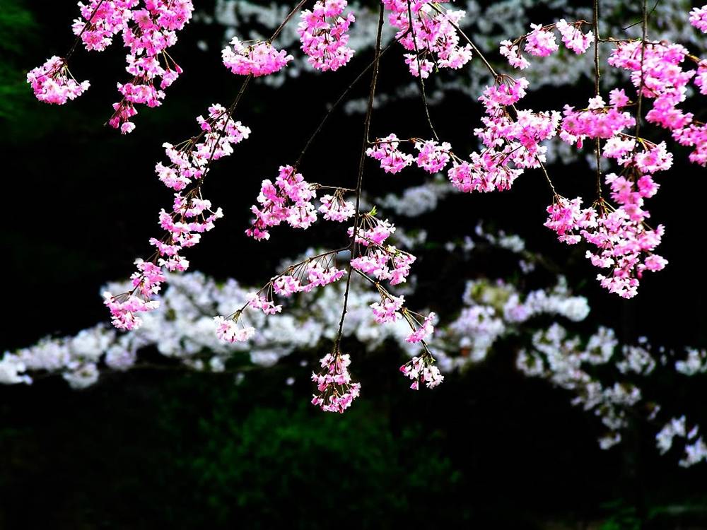 ภาพดอกไม้สวยๆ HD-3D-Wallpapers-Backgrounds (Flower)ภาพพื้นหลัง พักหน้าจอ No.23