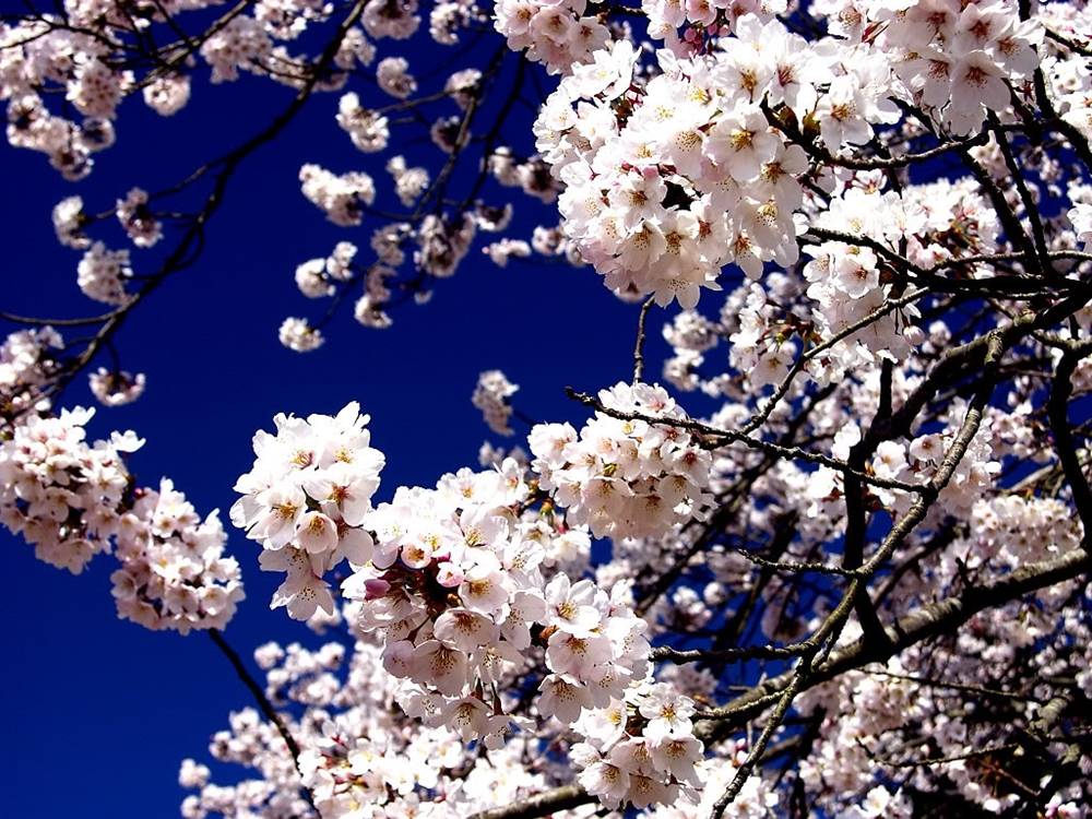 ภาพดอกไม้สวยๆ HD-3D-Wallpapers-Backgrounds (Flower)ภาพพื้นหลัง พักหน้าจอ No.23