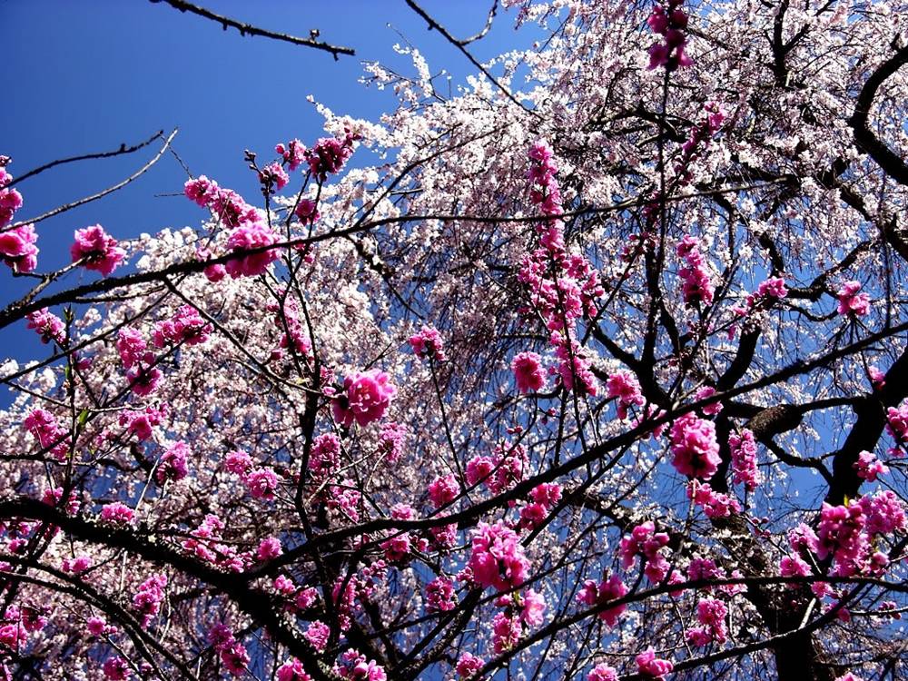 ภาพดอกไม้สวยๆ HD-3D-Wallpapers-Backgrounds (Flower)ภาพพื้นหลัง พักหน้าจอ No.23