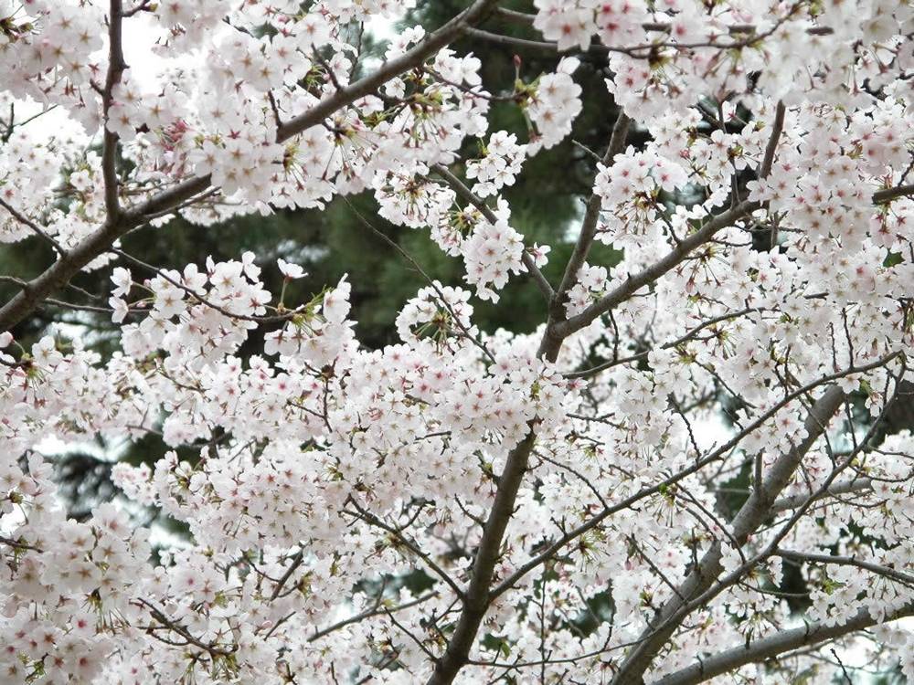 ภาพดอกไม้สวยๆ HD-3D-Wallpapers-Backgrounds (Flower)ภาพพื้นหลัง พักหน้าจอ No.23