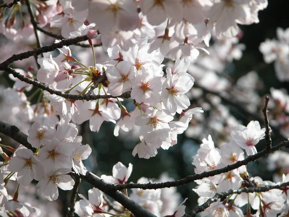 ภาพดอกไม้สวยๆ HD-3D-Wallpapers-Backgrounds (Flower)ภาพพื้นหลัง พักหน้าจอ No.23
