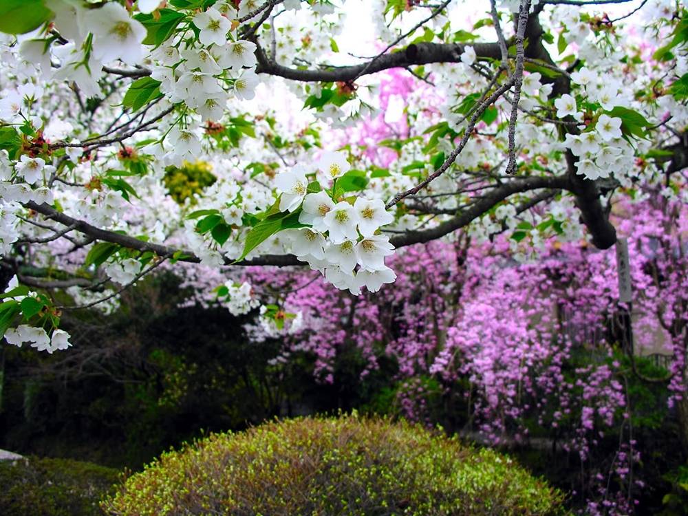 ภาพดอกไม้สวยๆ HD-3D-Wallpapers-Backgrounds (Flower)ภาพพื้นหลัง พักหน้าจอ No.23