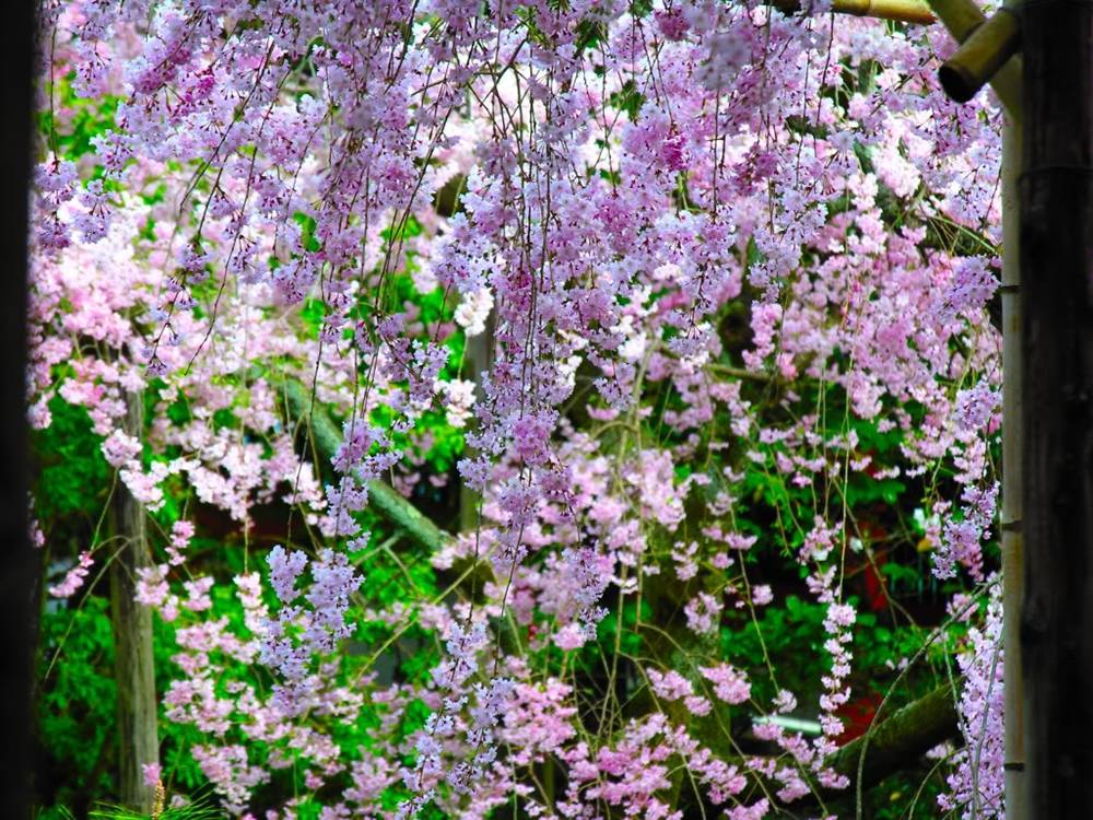 ภาพดอกไม้สวยๆ HD-3D-Wallpapers-Backgrounds (Flower)ภาพพื้นหลัง พักหน้าจอ No.23