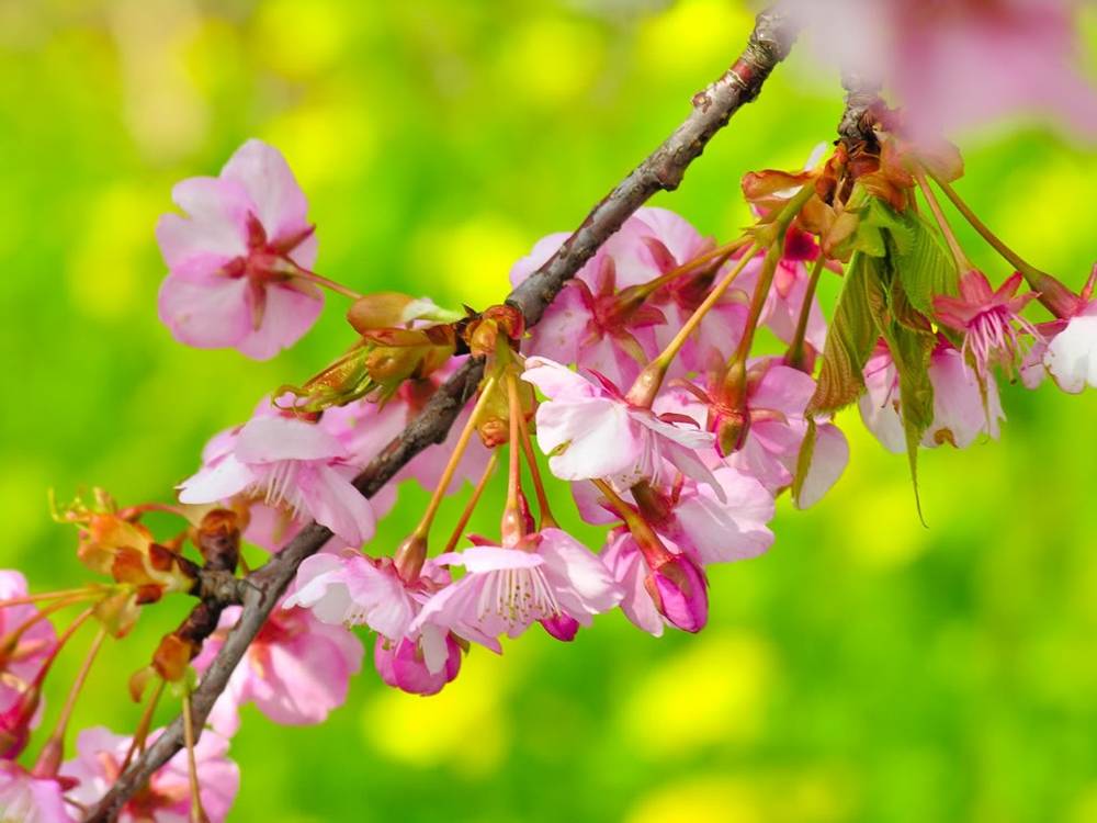 ภาพดอกไม้สวยๆ HD-3D-Wallpapers-Backgrounds (Flower)ภาพพื้นหลัง พักหน้าจอ No.23