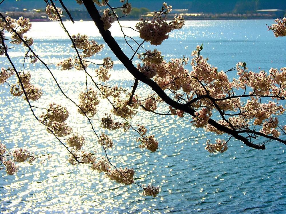 ภาพดอกไม้สวยๆ HD-3D-Wallpapers-Backgrounds (Flower)ภาพพื้นหลัง พักหน้าจอ No.23