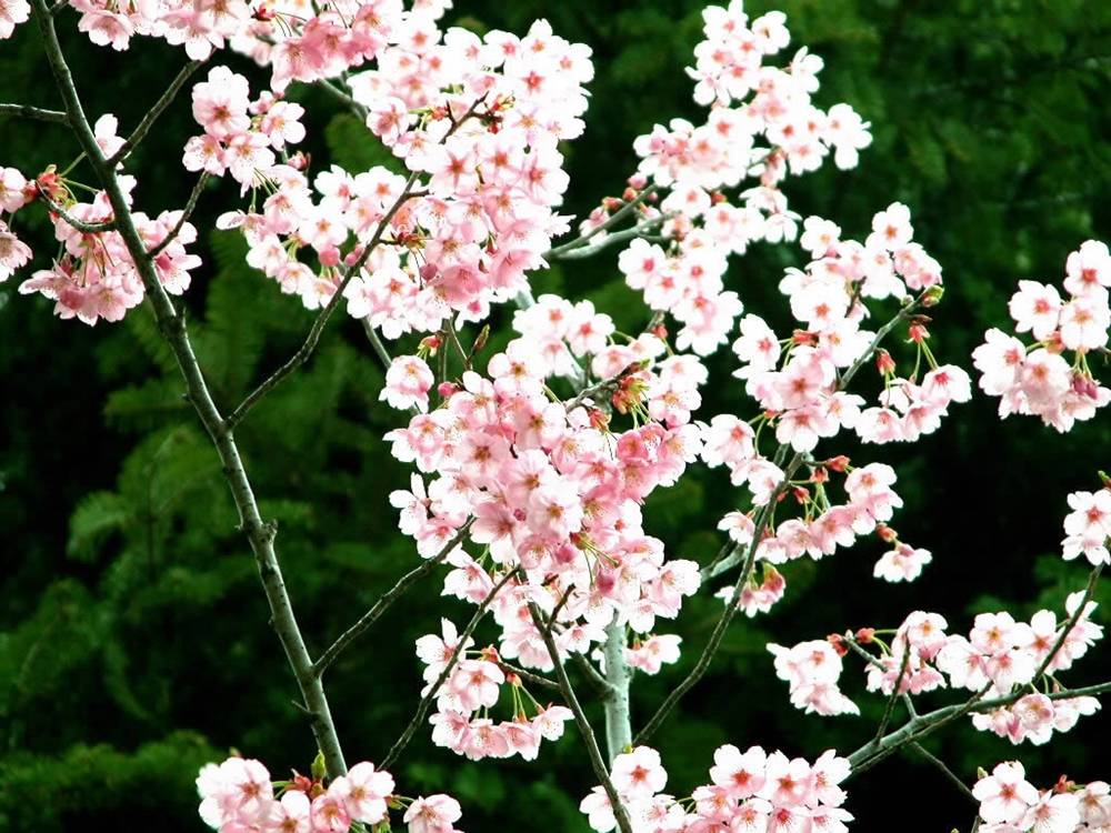 ภาพดอกไม้สวยๆ HD-3D-Wallpapers-Backgrounds (Flower)ภาพพื้นหลัง พักหน้าจอ No.23