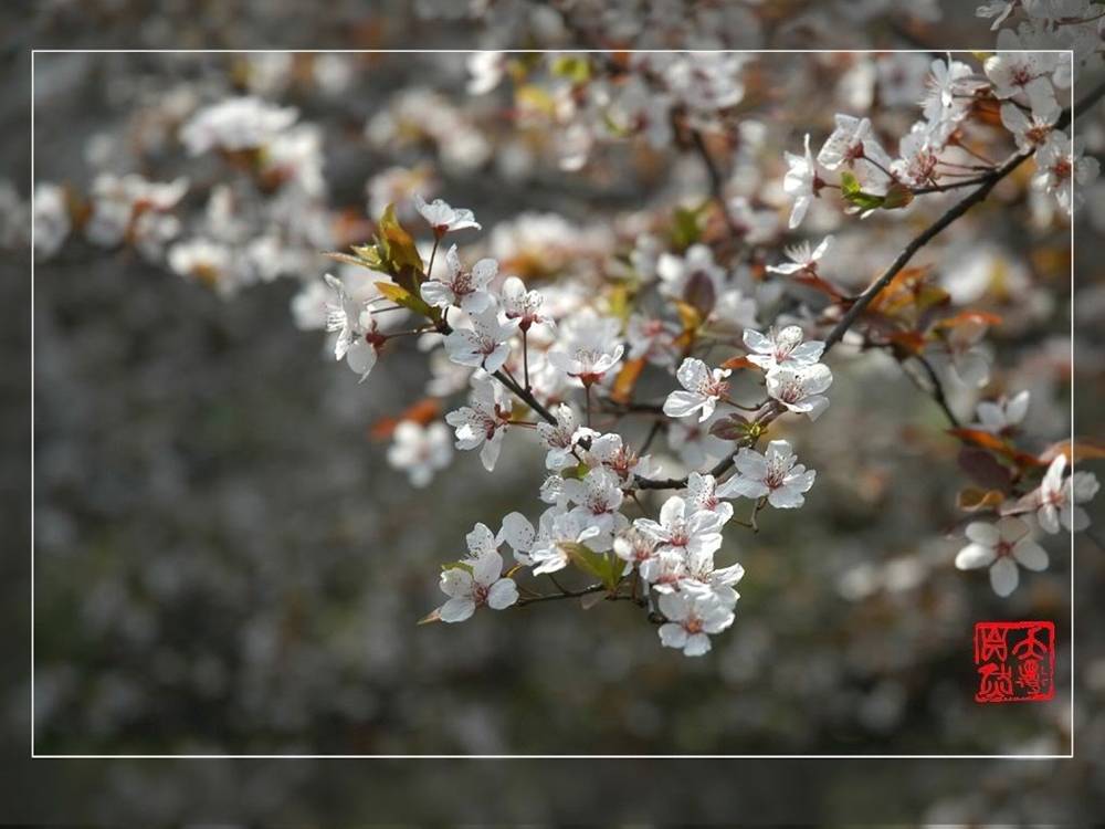 ภาพดอกไม้สวยๆ HD-3D-Wallpapers-Backgrounds (Flower)ภาพพื้นหลัง พักหน้าจอ No.23