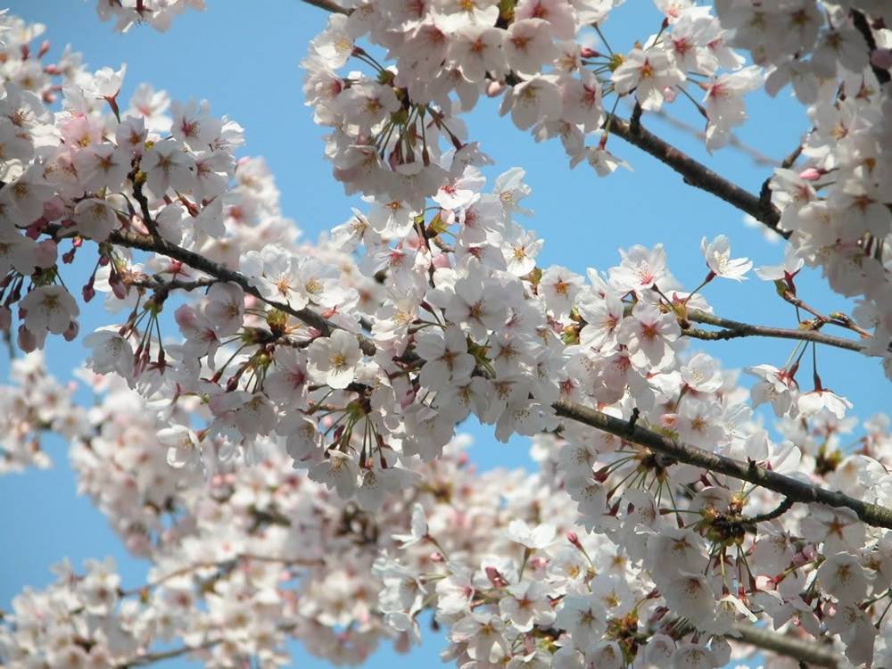 ภาพดอกไม้สวยๆ HD-3D-Wallpapers-Backgrounds (Flower)ภาพพื้นหลัง พักหน้าจอ No.23