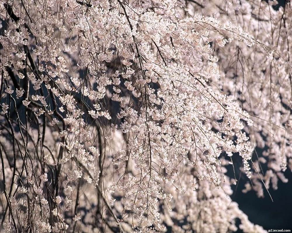 ภาพดอกไม้สวยๆ HD-3D-Wallpapers-Backgrounds (Flower)ภาพพื้นหลัง พักหน้าจอ No.23