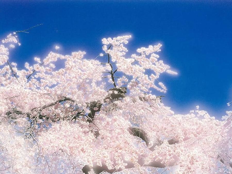 ภาพดอกไม้สวยๆ HD-3D-Wallpapers-Backgrounds (Flower)ภาพพื้นหลัง พักหน้าจอ No.23