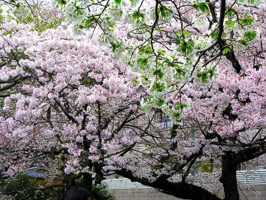 ภาพดอกไม้สวยๆ HD-3D-Wallpapers-Backgrounds (Flower)ภาพพื้นหลัง พักหน้าจอ No.23