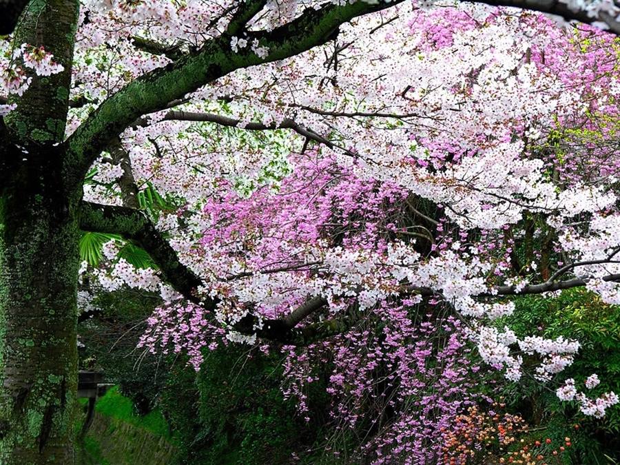 ภาพดอกไม้สวยๆ HD-3D-Wallpapers-Backgrounds (Flower)ภาพพื้นหลัง พักหน้าจอ No.23