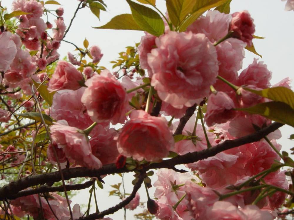 ภาพดอกไม้สวยๆ HD-3D-Wallpapers-Backgrounds (Flower)ภาพพื้นหลัง พักหน้าจอ No.23