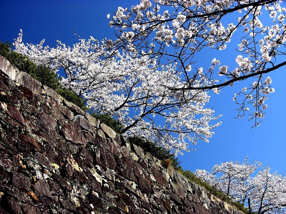 ภาพดอกไม้สวยๆ HD-3D-Wallpapers-Backgrounds (Flower)ภาพพื้นหลัง พักหน้าจอ No.23