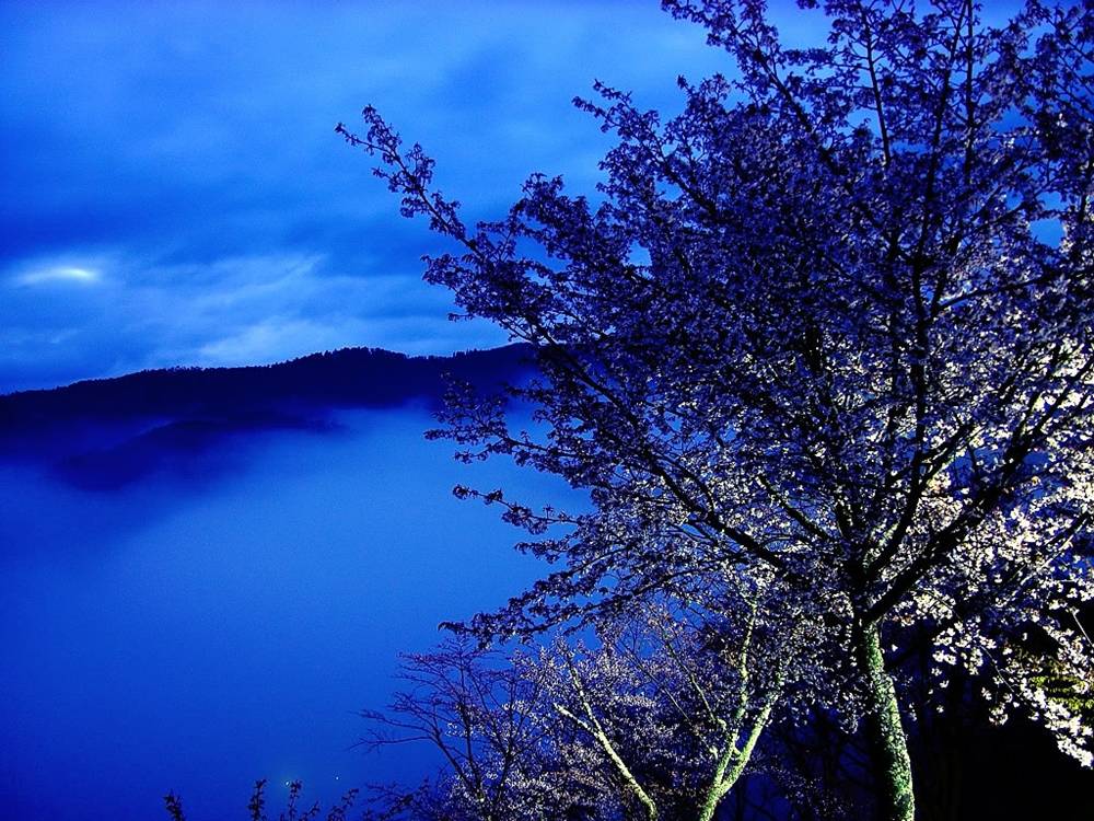 ภาพดอกไม้สวยๆ HD-3D-Wallpapers-Backgrounds (Flower)ภาพพื้นหลัง พักหน้าจอ No.23