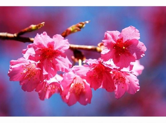 ภาพดอกไม้สวยๆ HD-3D-Wallpapers-Backgrounds (Flower)ภาพพื้นหลัง พักหน้าจอ No.24