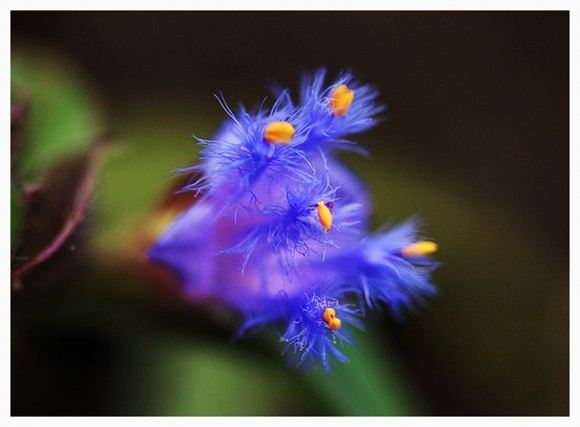 ภาพดอกไม้สวยๆ HD-3D-Wallpapers-Backgrounds (Flower)ภาพพื้นหลัง พักหน้าจอ No.24