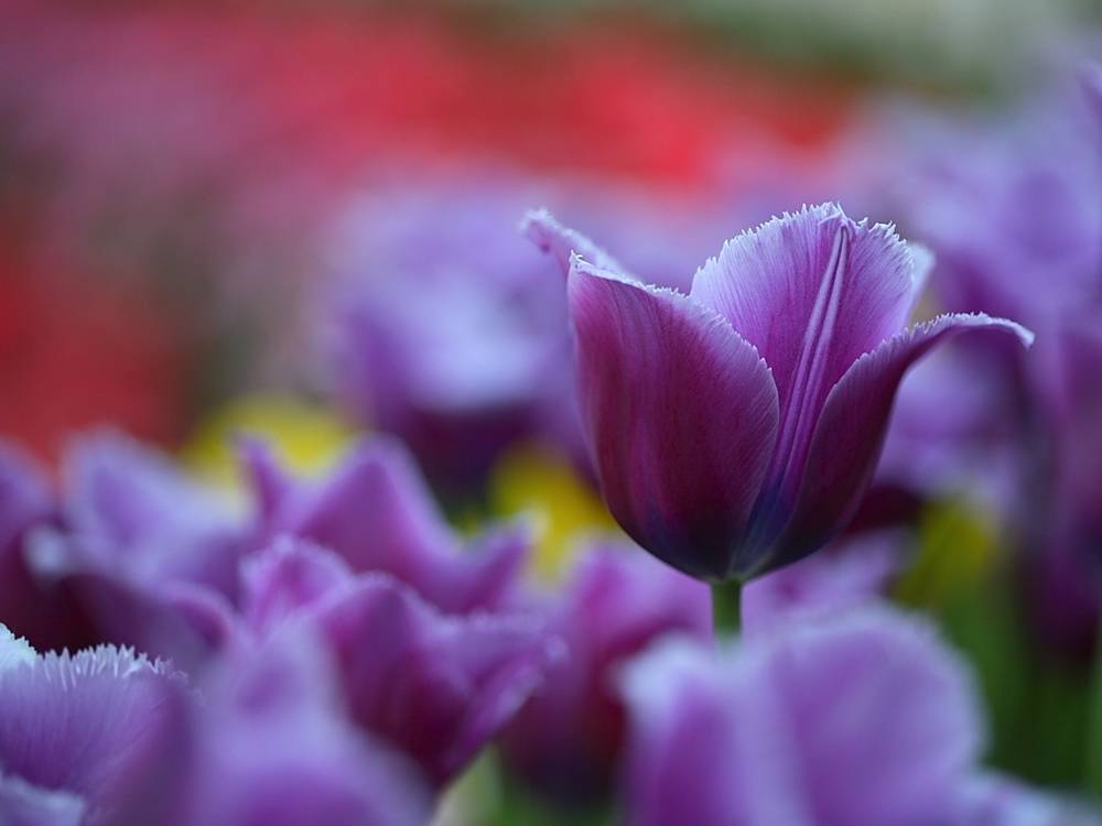 ภาพดอกไม้สวยๆ HD-3D-Wallpapers-Backgrounds (Flower)ภาพพื้นหลัง พักหน้าจอ No.24