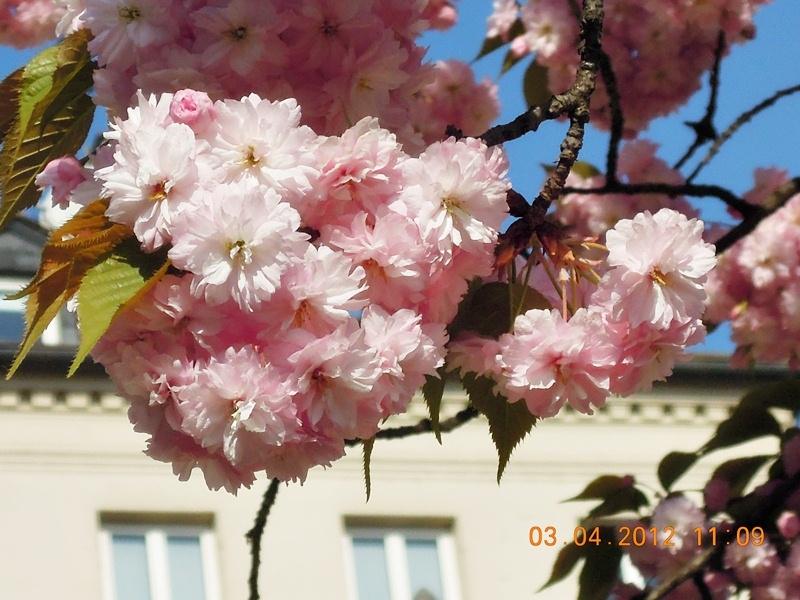 ภาพดอกไม้สวยๆ HD-3D-Wallpapers-Backgrounds (Flower)ภาพพื้นหลัง พักหน้าจอ No.24